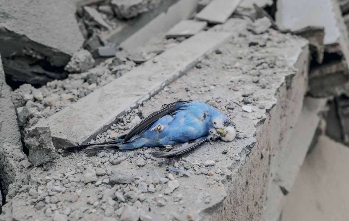 The lifeless body of a budgerigar is seen among the rubble after the Israeli army airstrikes in Gaza City, Gaza.